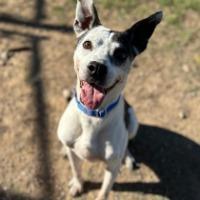 Enlarge Pop Pop, a ADOPTABLE mixed breed in St Catharines, ON image 4/6