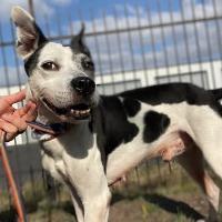 Enlarge Pop Pop, a ADOPTABLE mixed breed in St Catharines, ON image 6/6