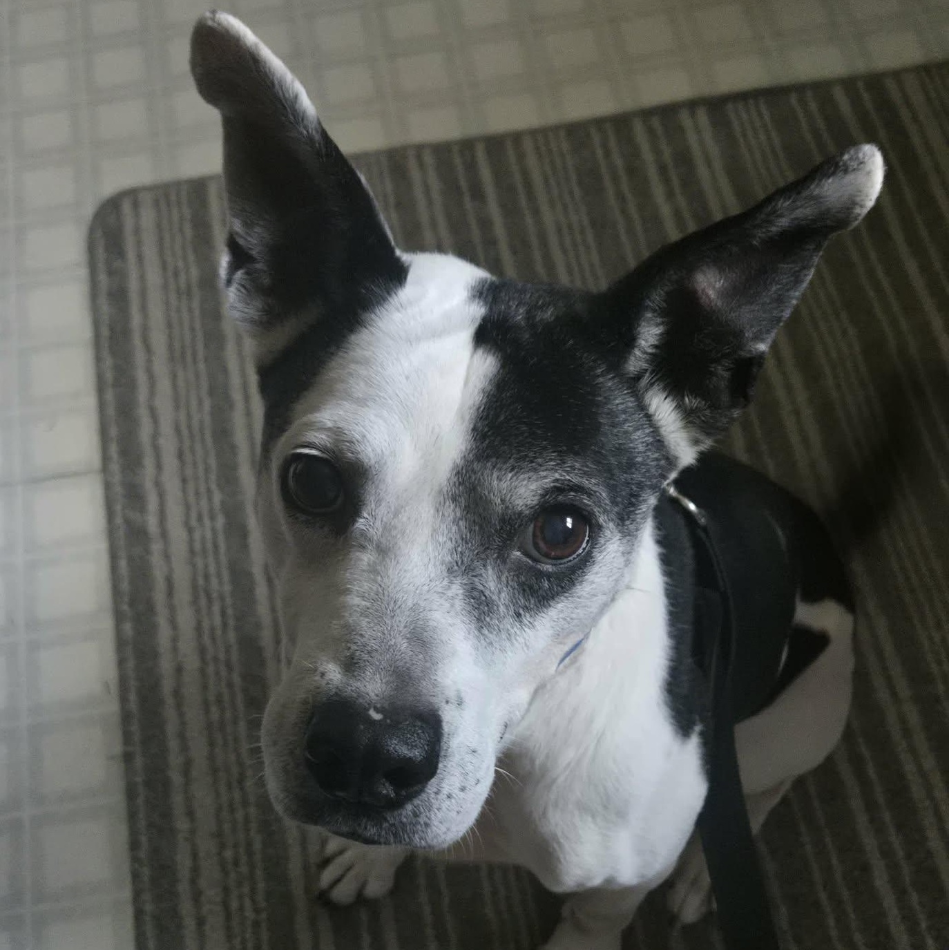 Enlarge Pop Pop, a ADOPTABLE mixed breed in St Catharines, ON image 3/6