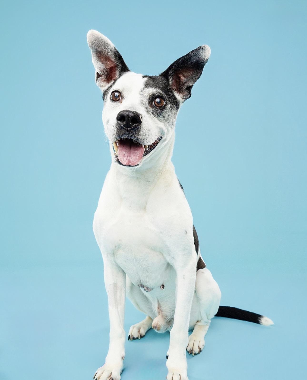 Pop Pop, ADOPTABLE, Senior Male Boston Terrier.