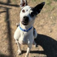 Enlarge Pop Pop, a ADOPTABLE mixed breed in St Catharines, ON image 5/6