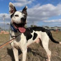 Enlarge Pop Pop, a ADOPTABLE mixed breed in St Catharines, ON image 1/6