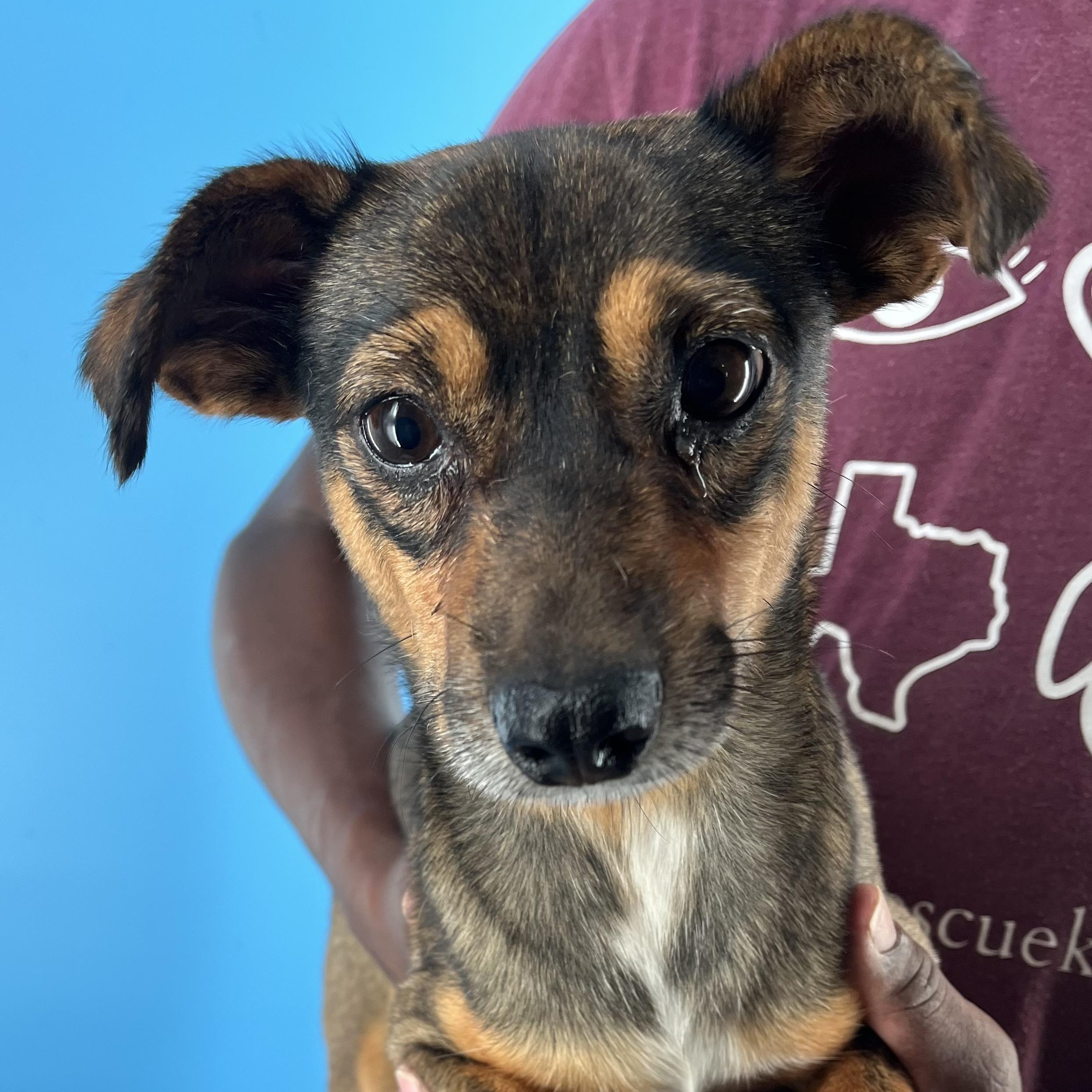 Rowdy  Local Oct thumbnail 4