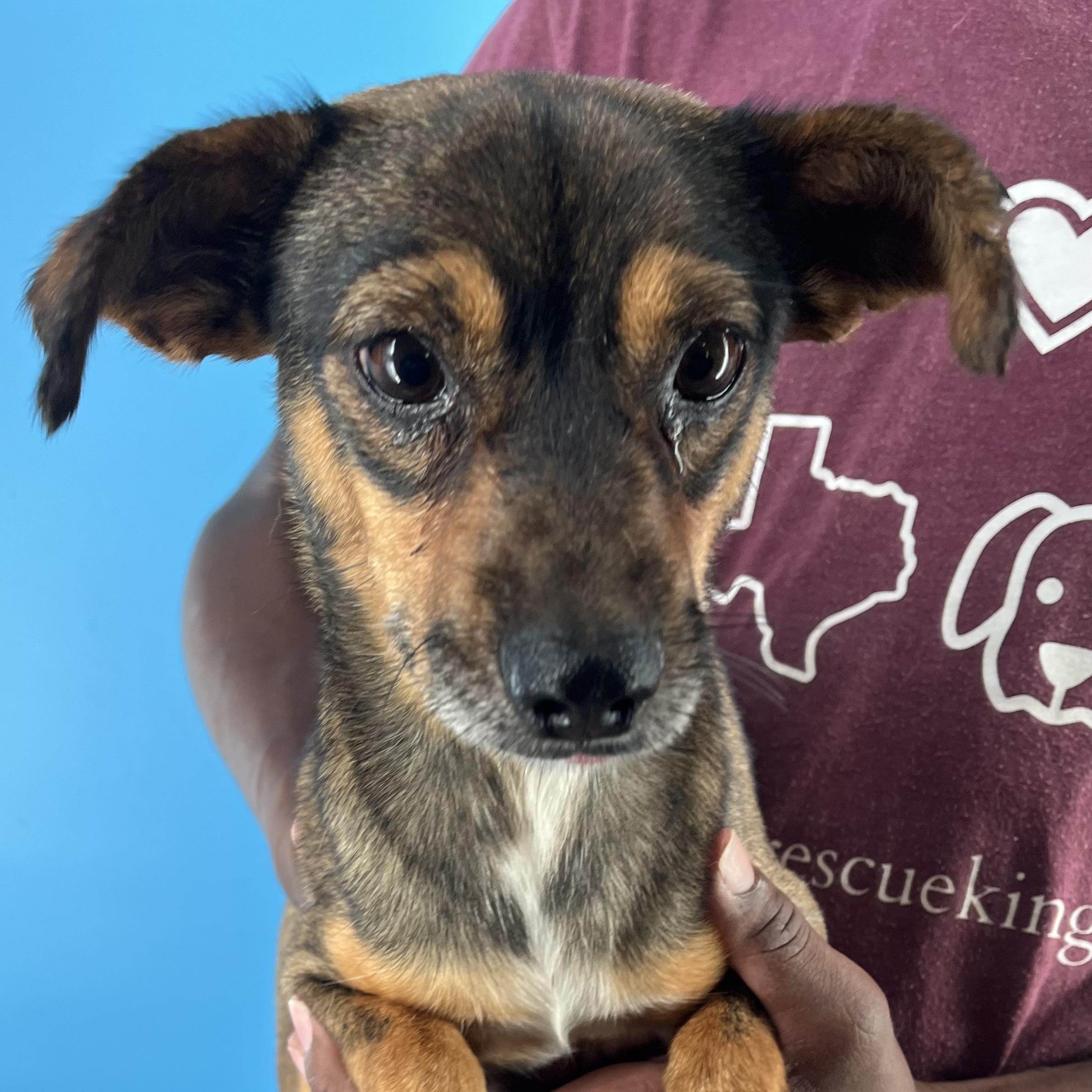 Rowdy  Local Oct thumbnail 3