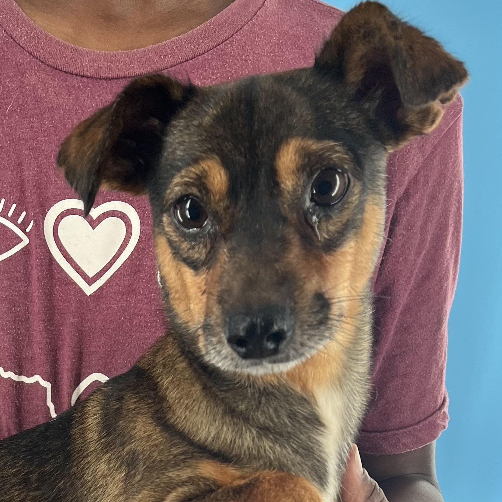 Rowdy  Local Oct thumbnail 2