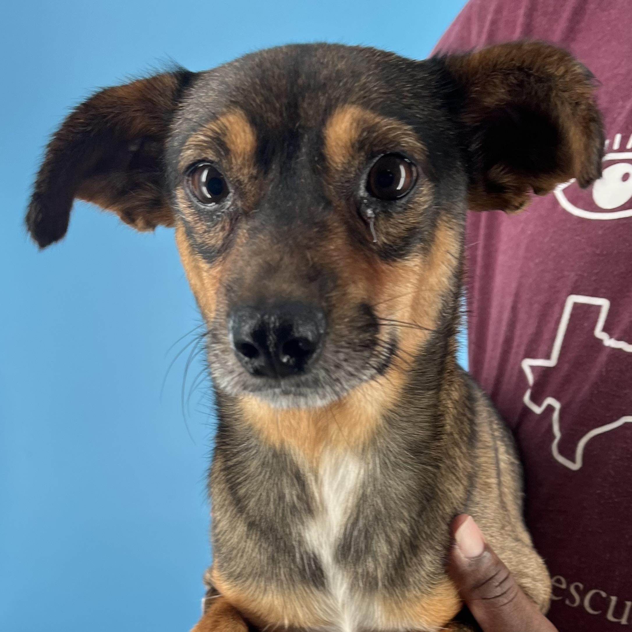 Rowdy  Local Oct thumbnail 5