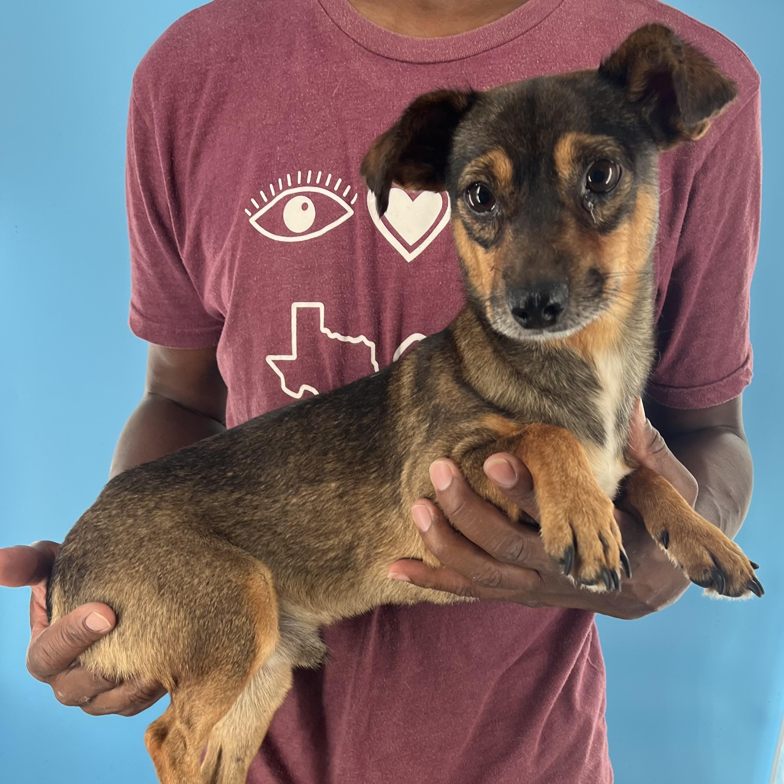 Rowdy  Local Oct thumbnail 6