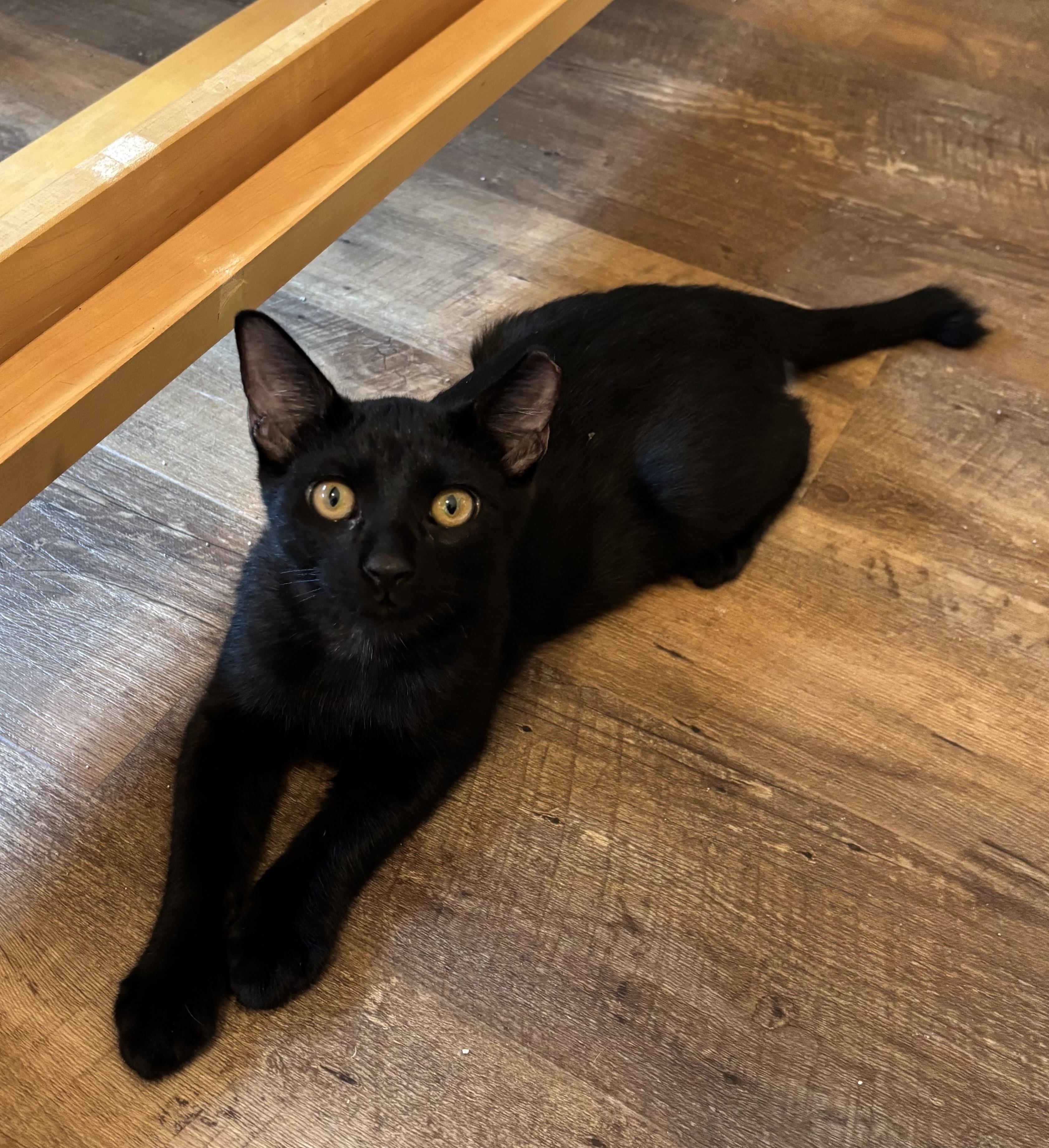 Sharpie (male), Adoptable, Kitten Male Domestic Short Hair.