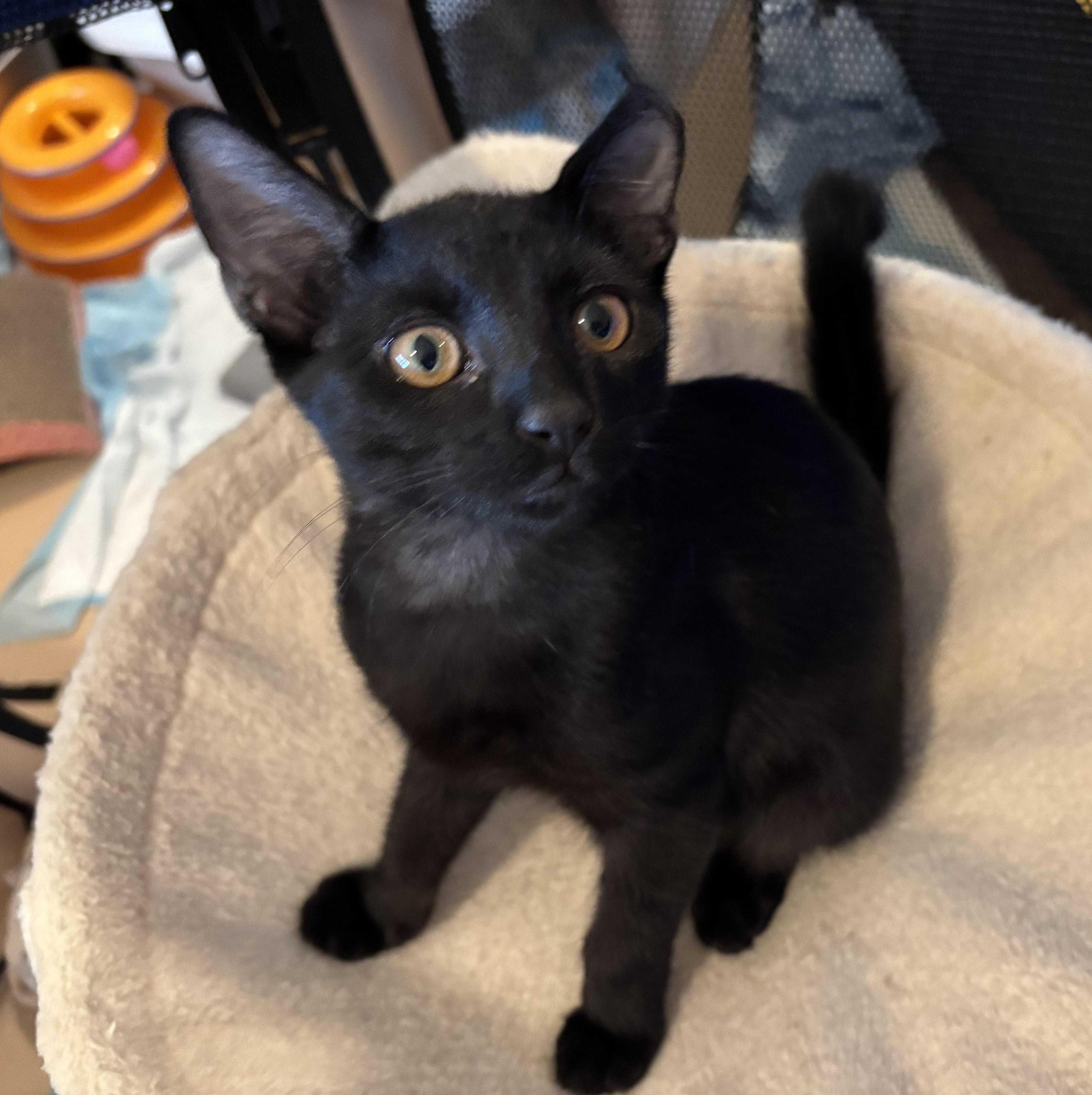 Enlarge Sharpie (male), a Adoptable Domestic Short Hair in Sierra Vista, AZ image 2/2