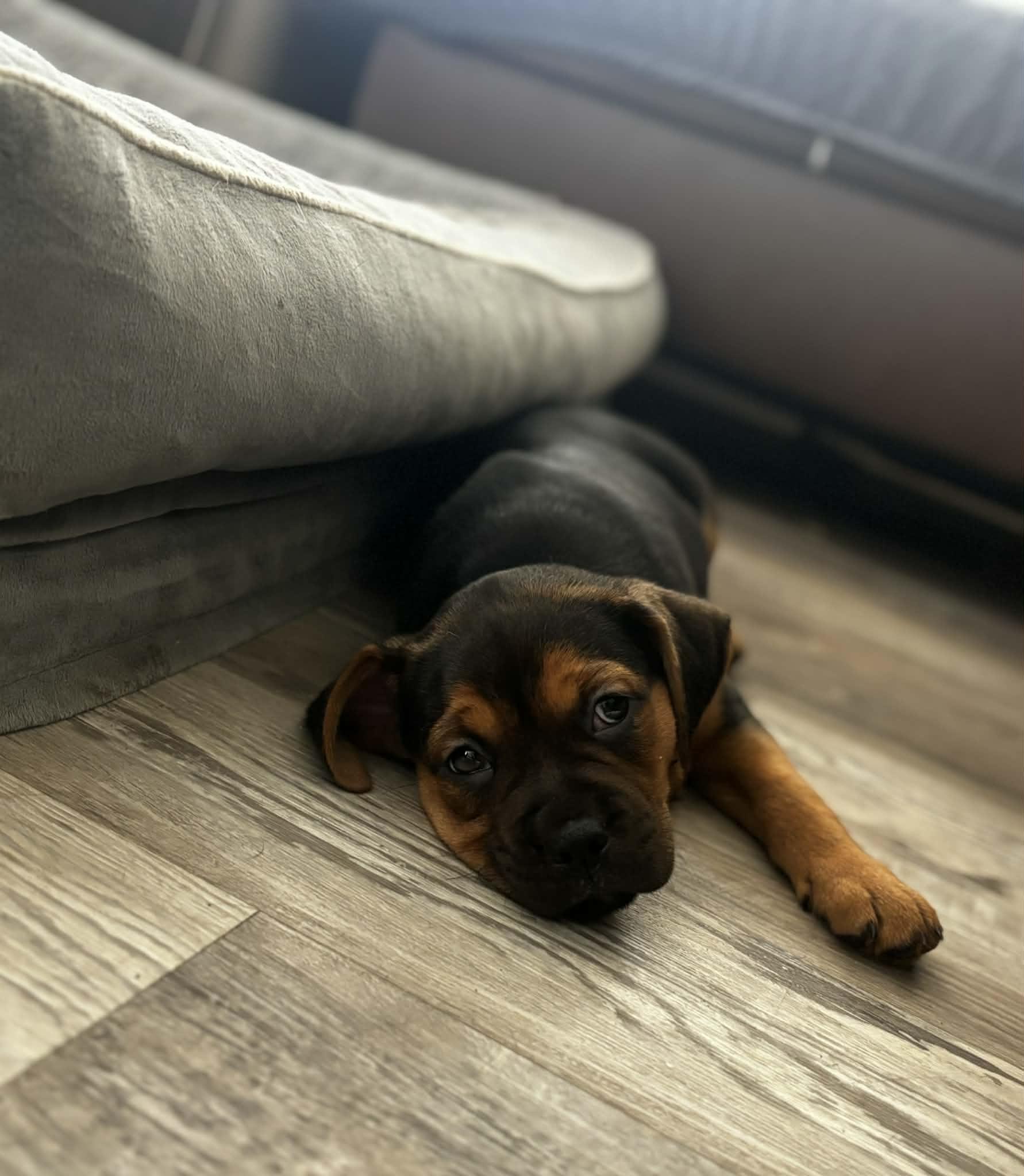 Buc, Adopted, Puppy Male Rottweiler & Pit Bull Terrier.