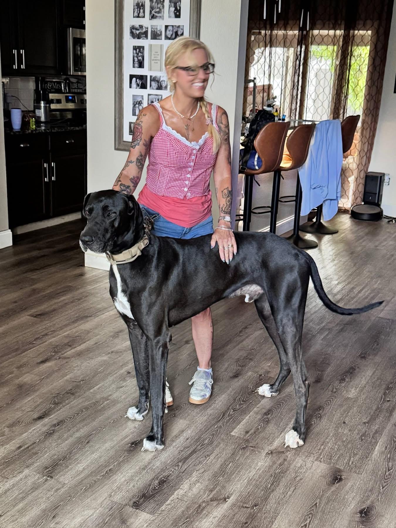 Lincoln, Adoptable, Adult Male Great Dane.