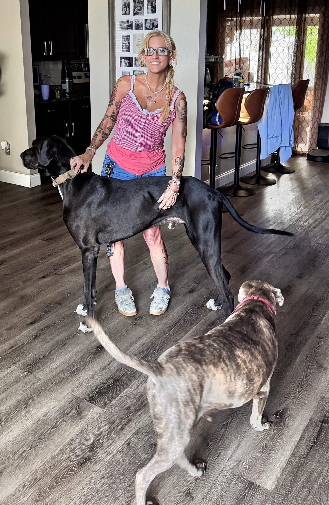 Lincoln, a Adoptable Great Dane in Palm City, FL image 2/3