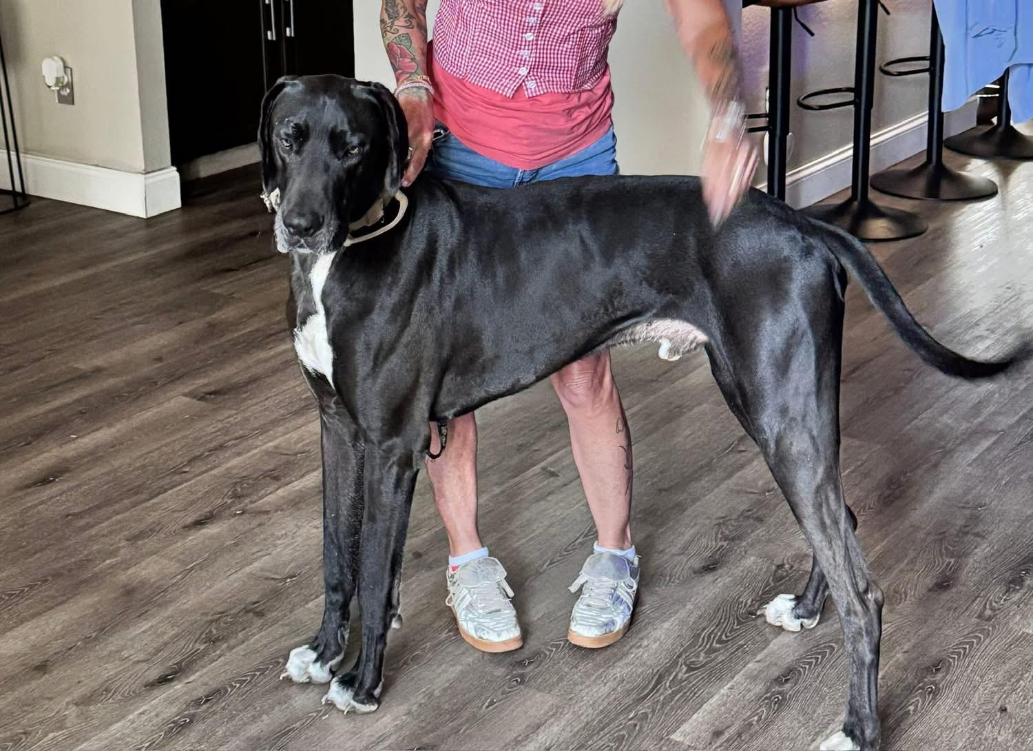 Lincoln, a Adoptable Great Dane in Palm City, FL image 3/3