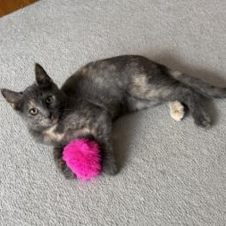 Anne, Adoptable, Kitten Female Domestic Short Hair.