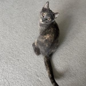 Enlarge Anne, a Adoptable Domestic Short Hair in Stamford, CT image 2/3