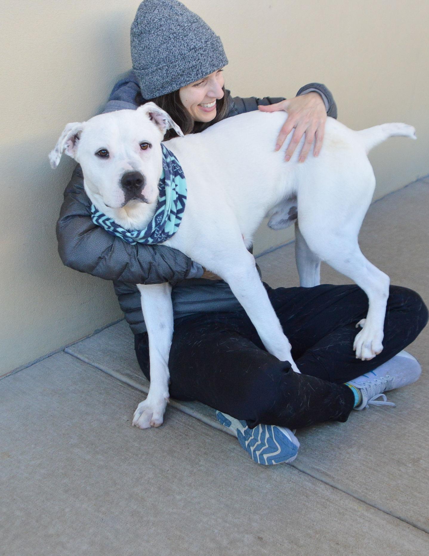 Lucky, Adoptable, Young Male Pit Bull Terrier.
