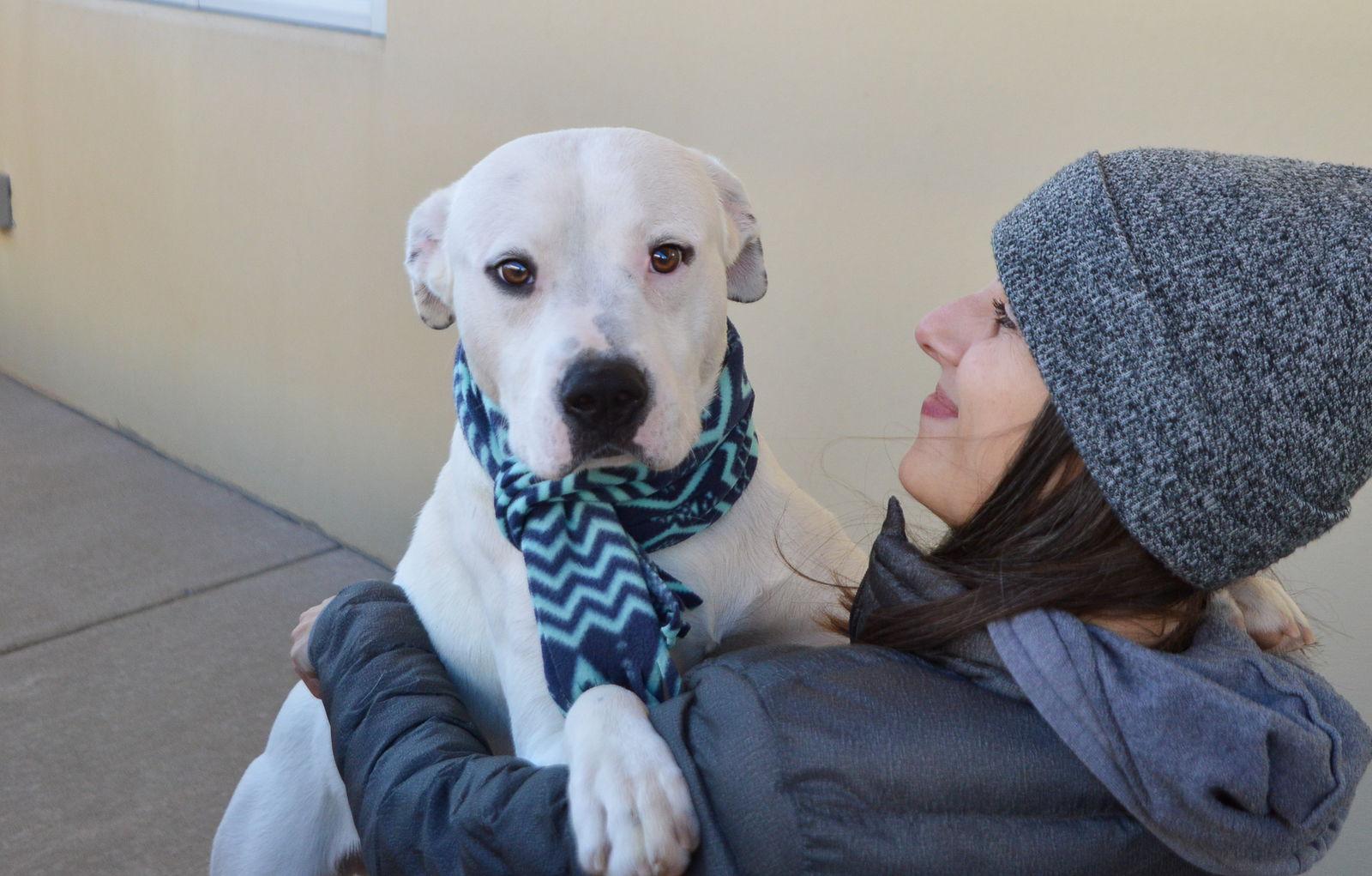 Enlarge Lucky, a Adoptable Pit Bull Terrier in McKinney, TX image 2/3