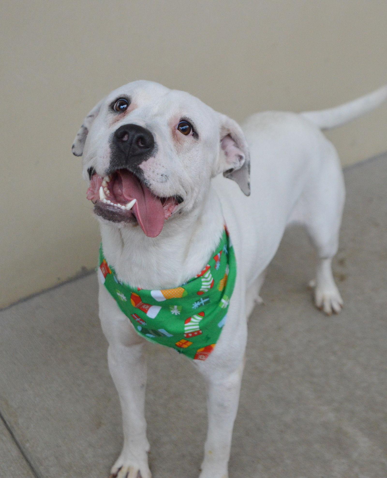 Lucky, Adoptable, Young Male Pit Bull Terrier.