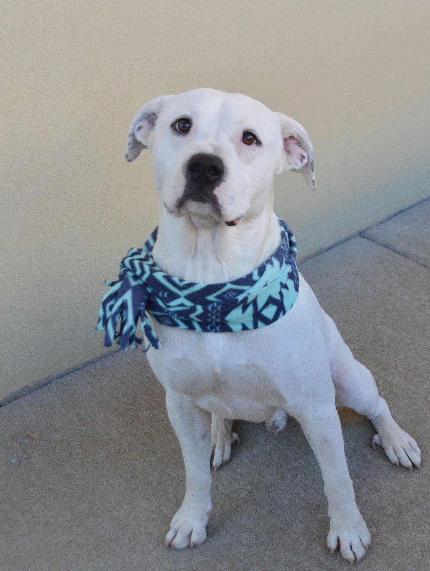 Enlarge Lucky, a Adoptable Pit Bull Terrier in McKinney, TX image 3/3