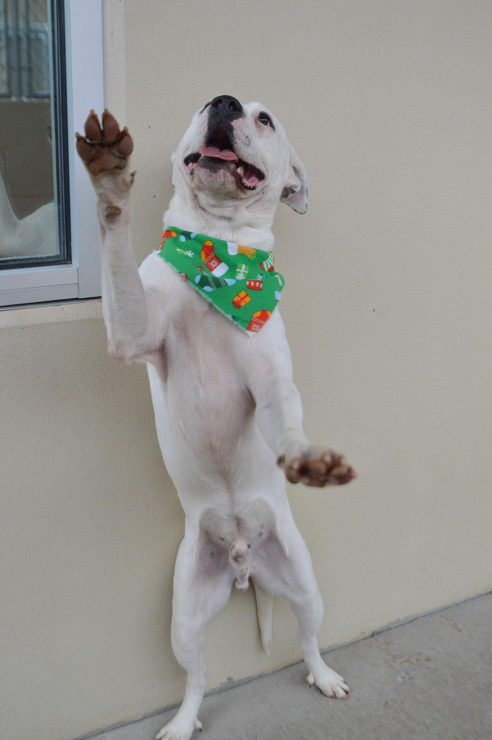 Enlarge Lucky, a Adoptable Pit Bull Terrier in McKinney, TX image 2/3