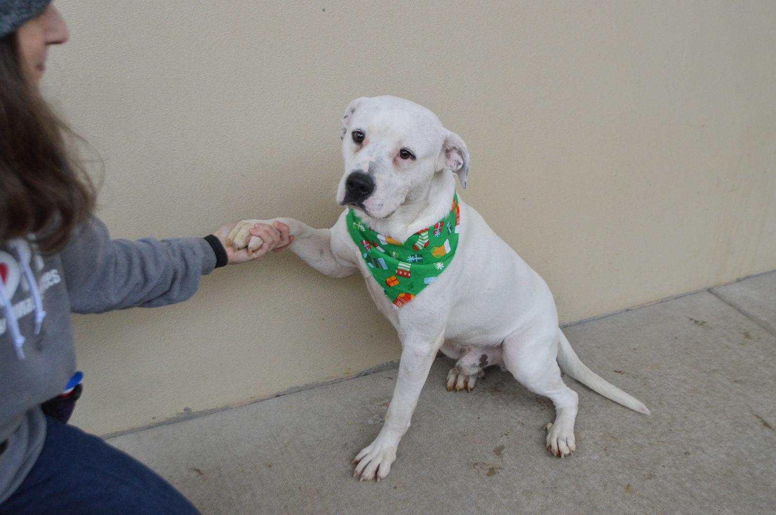 Enlarge Lucky, a Adoptable Pit Bull Terrier in McKinney, TX image 3/3
