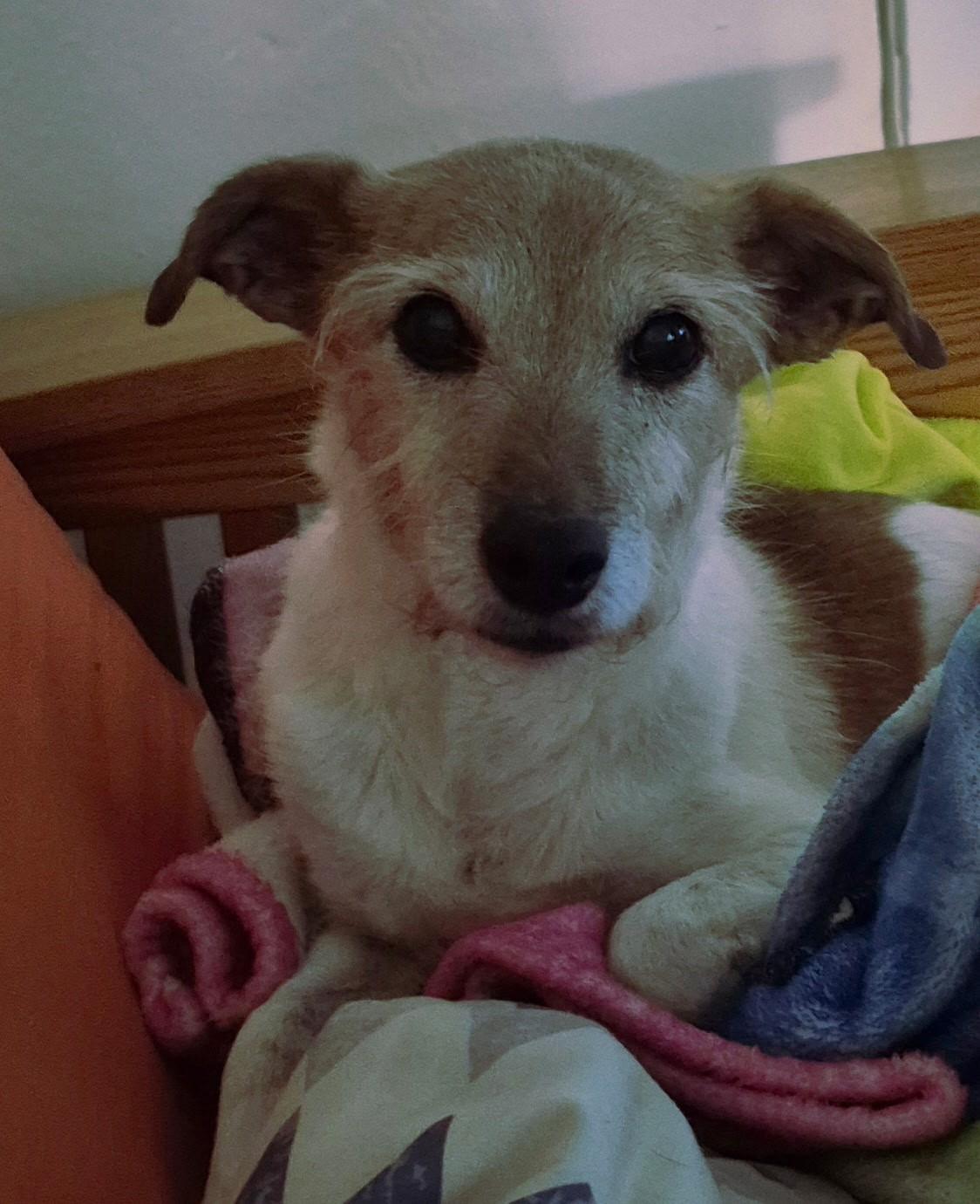 Enlarge Layla, a ADOPTABLE mixed breed in Bernalillo, NM image 1/1