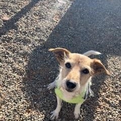 Layla, a ADOPTABLE mixed breed in Bernalillo, NM image 3/4