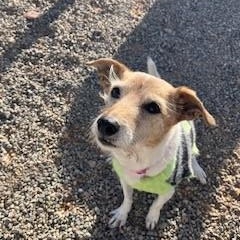 Layla, a ADOPTABLE mixed breed in Bernalillo, NM image 2/4