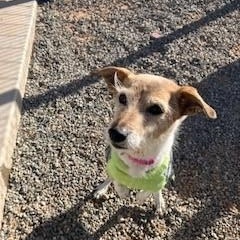 Layla, a ADOPTABLE mixed breed in Bernalillo, NM image 4/4