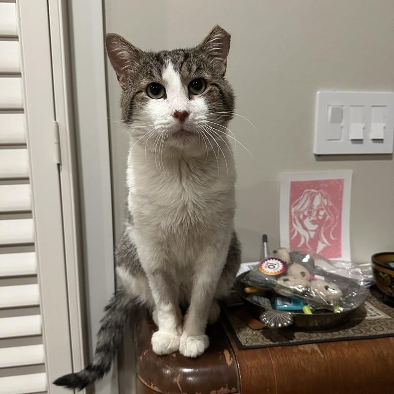 Felix, Adoptable, Adult Male Domestic Short Hair.