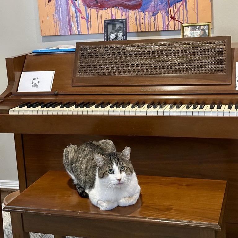 Enlarge Felix, a Adoptable Domestic Short Hair in Houston, TX image 2/6