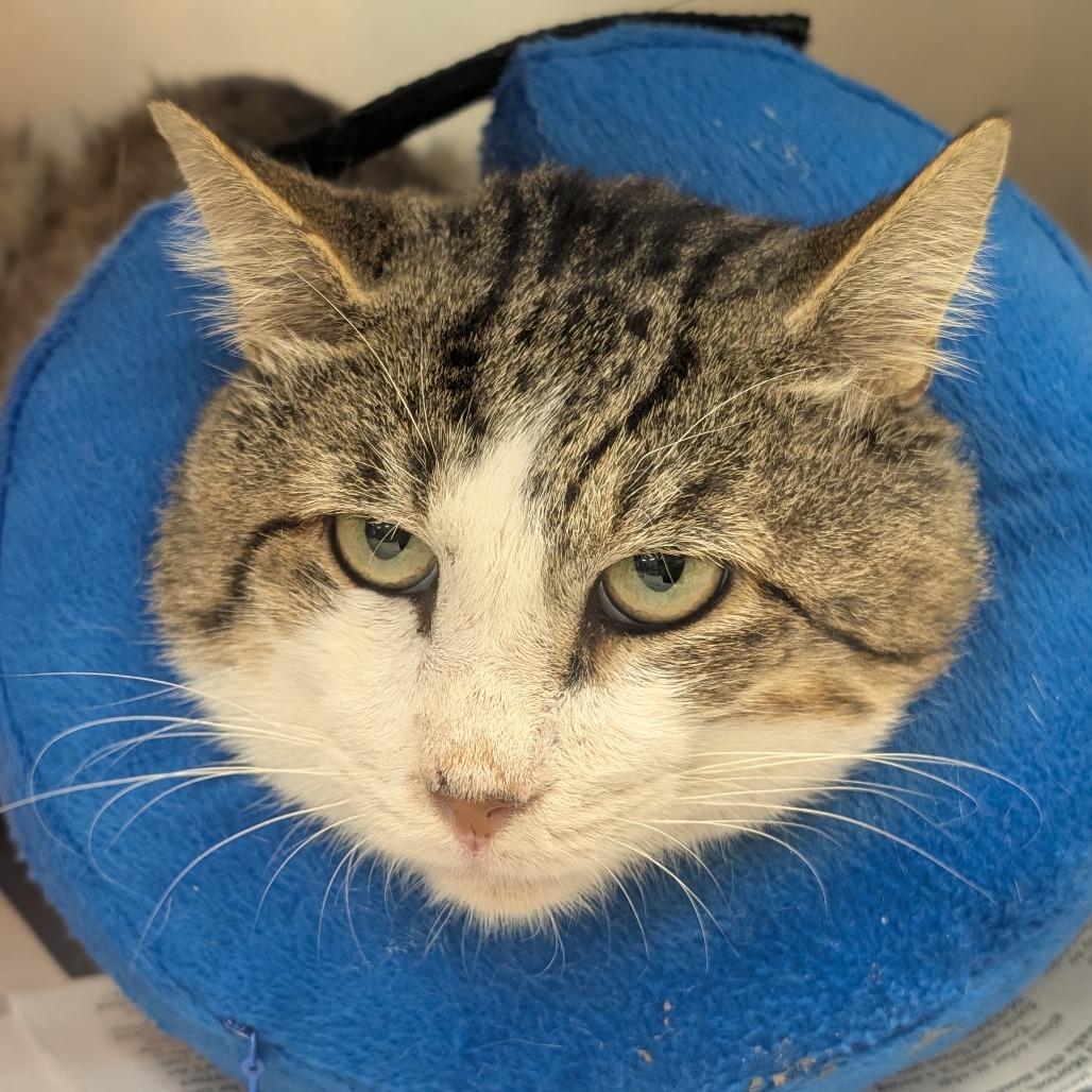 Enlarge Felix, a Adoptable Domestic Short Hair in Houston, TX image 4/6