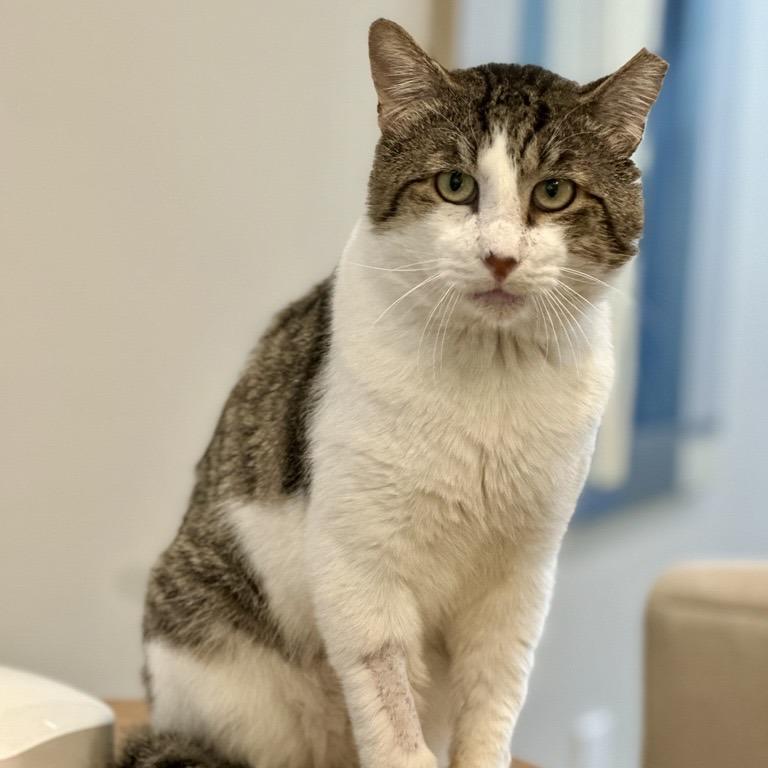 Enlarge Felix, a Adoptable Domestic Short Hair in Houston, TX image 5/6