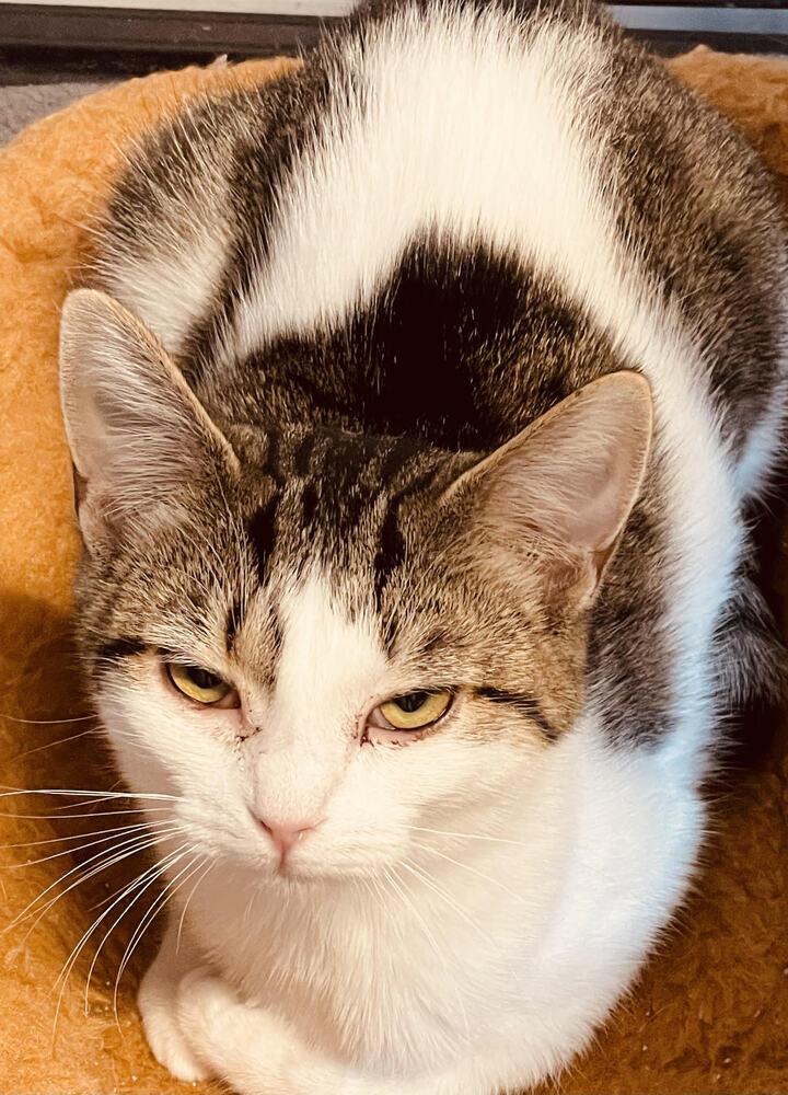 Callie Mae, Adoptable, Young Female Domestic Short Hair.