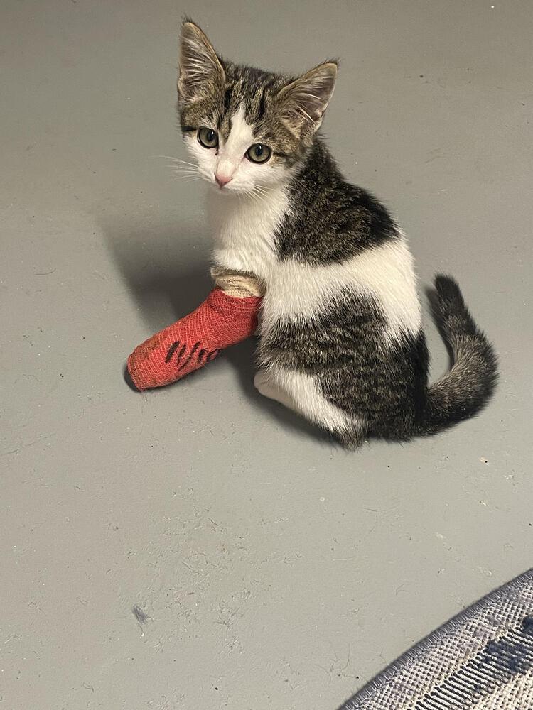 Enlarge Callie Mae, a Adoptable mixed breed in Jackson, GA image 2/4