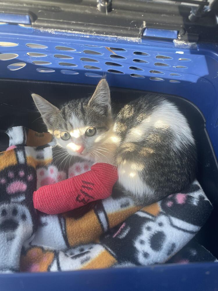 Enlarge Callie Mae, a Adoptable mixed breed in Jackson, GA image 3/4