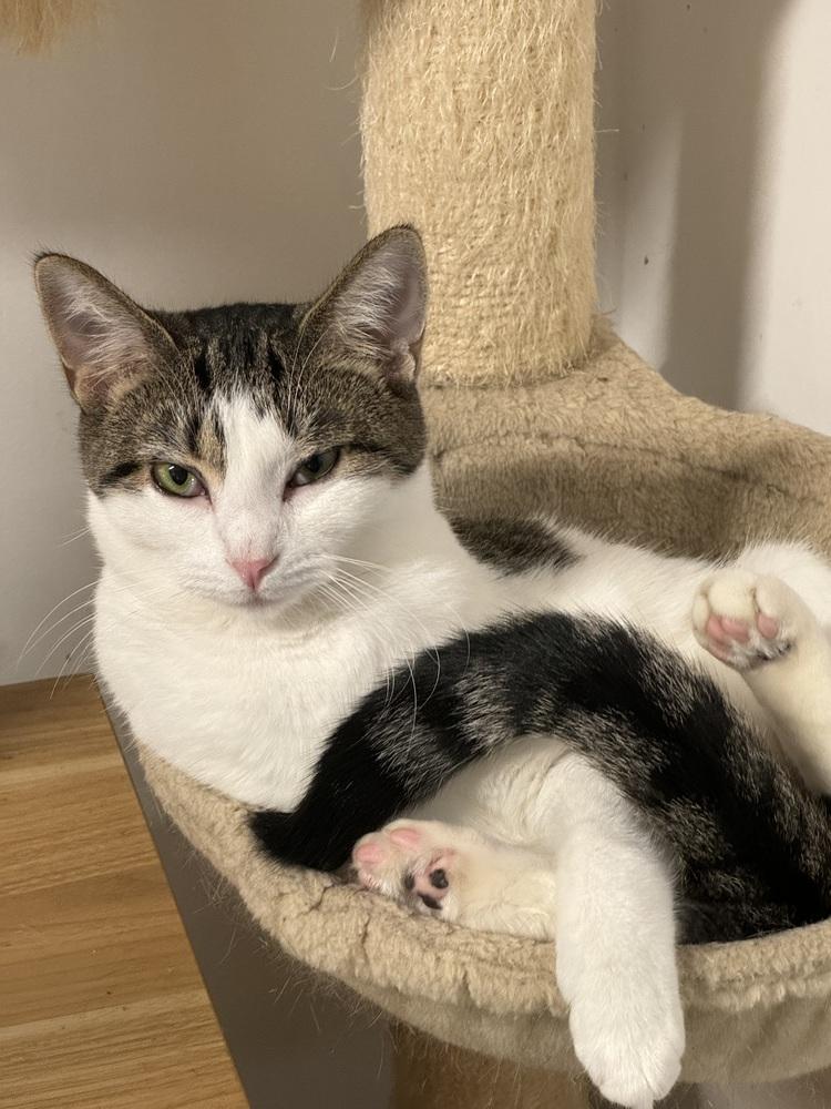 Enlarge Callie Mae, a Adoptable mixed breed in Jackson, GA image 4/4