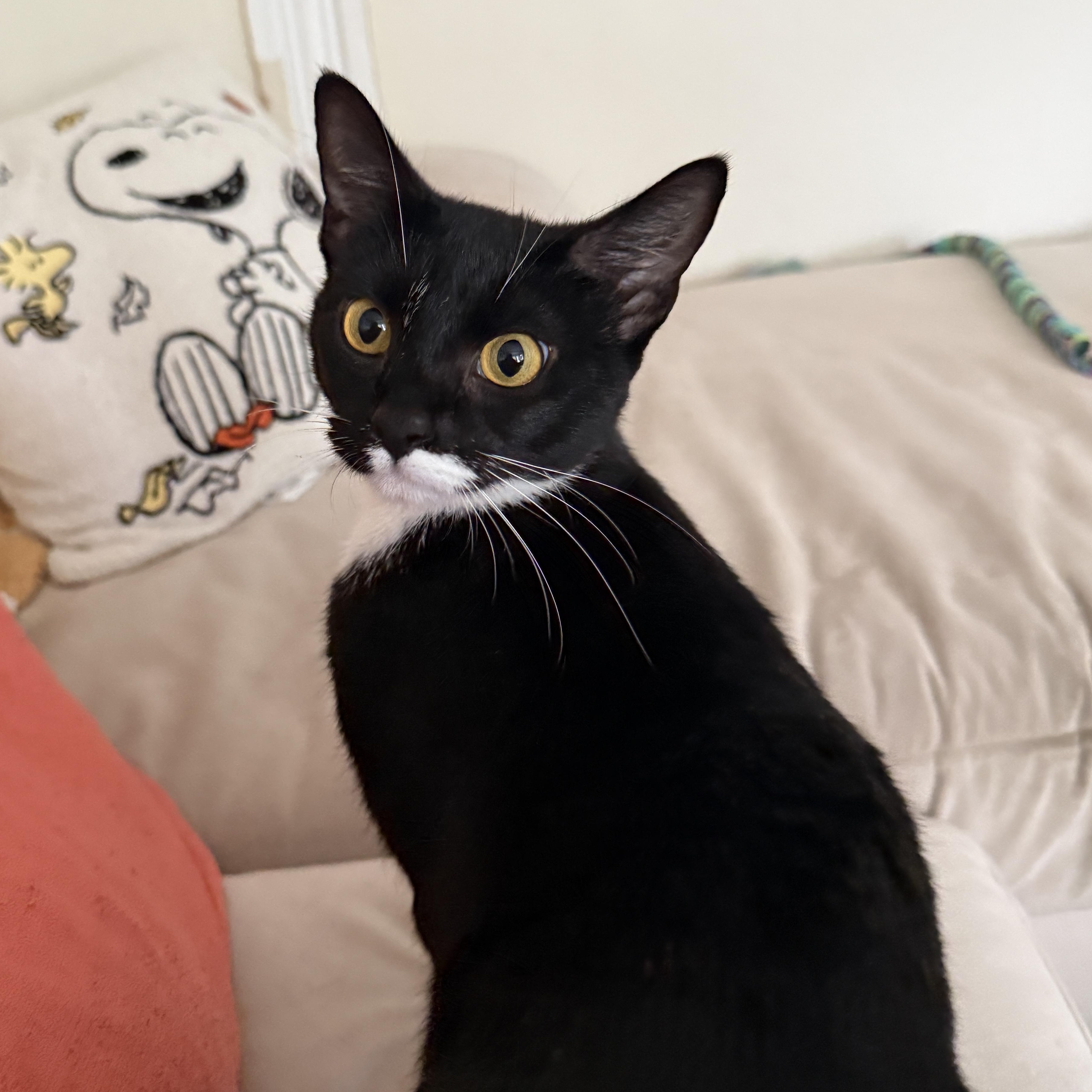 Enlarge Cruella, a Adopted American Shorthair in Medford, MA image 2/6