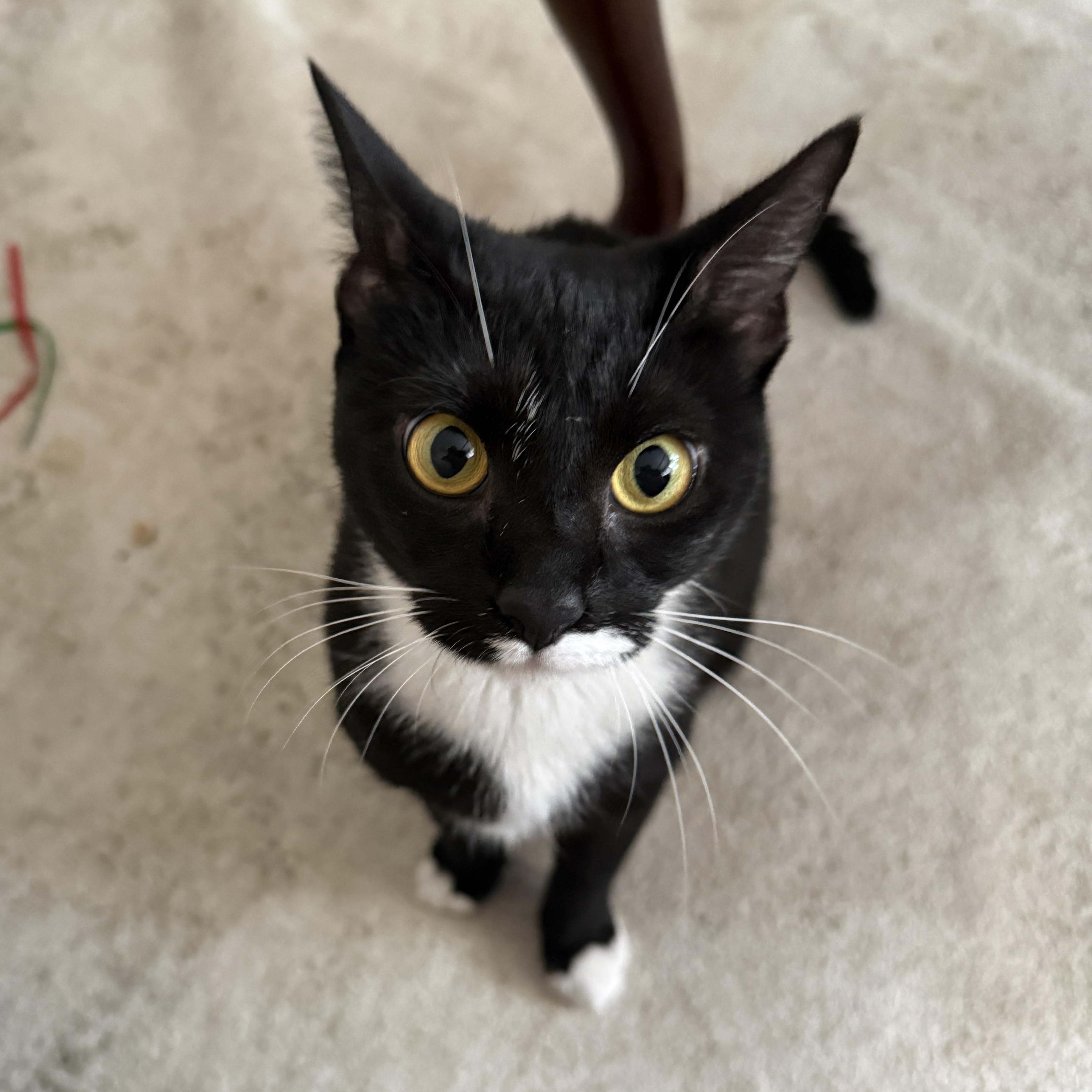 Enlarge Cruella, a Adopted American Shorthair in Medford, MA image 6/6