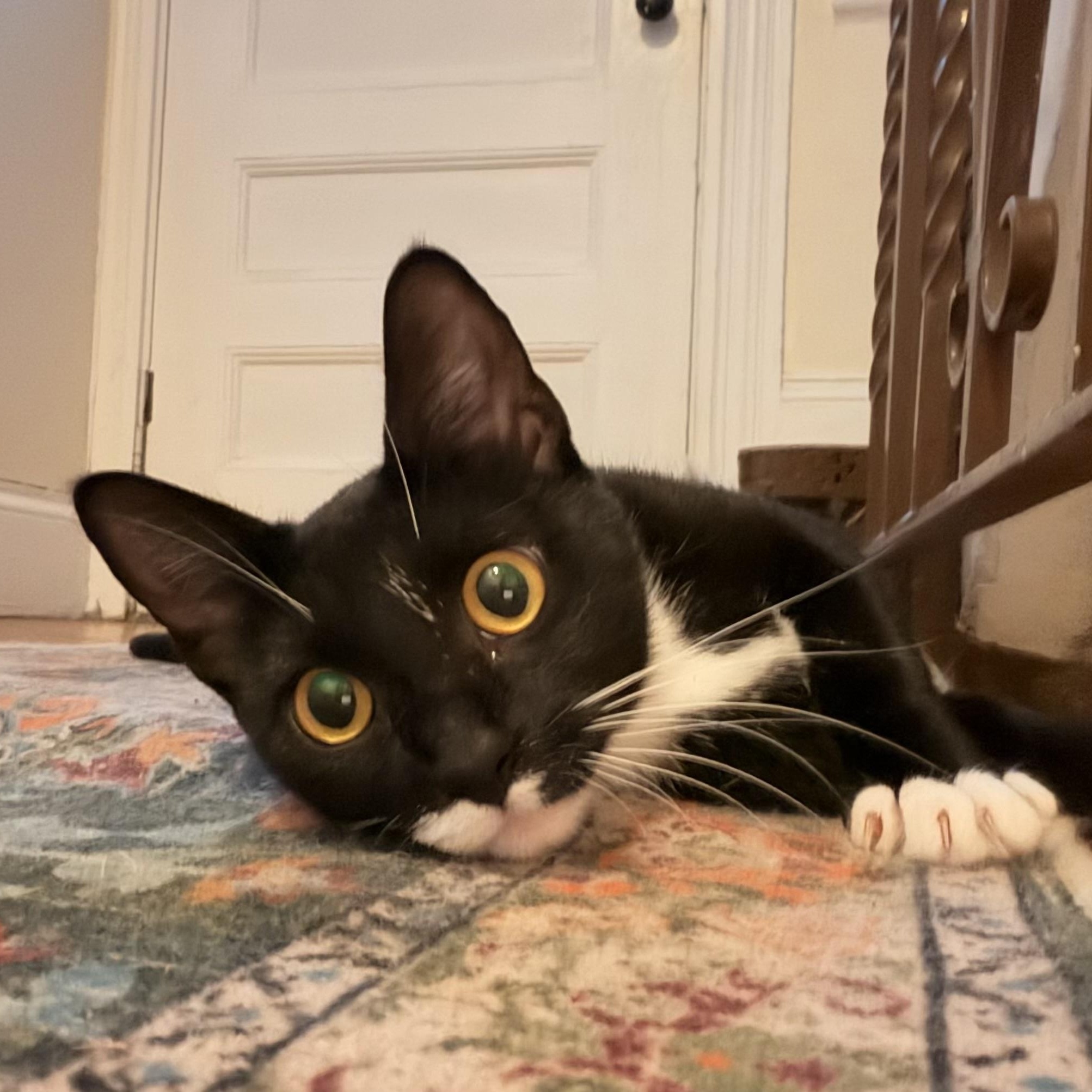 Enlarge Cruella, a Adopted American Shorthair in Medford, MA image 1/6