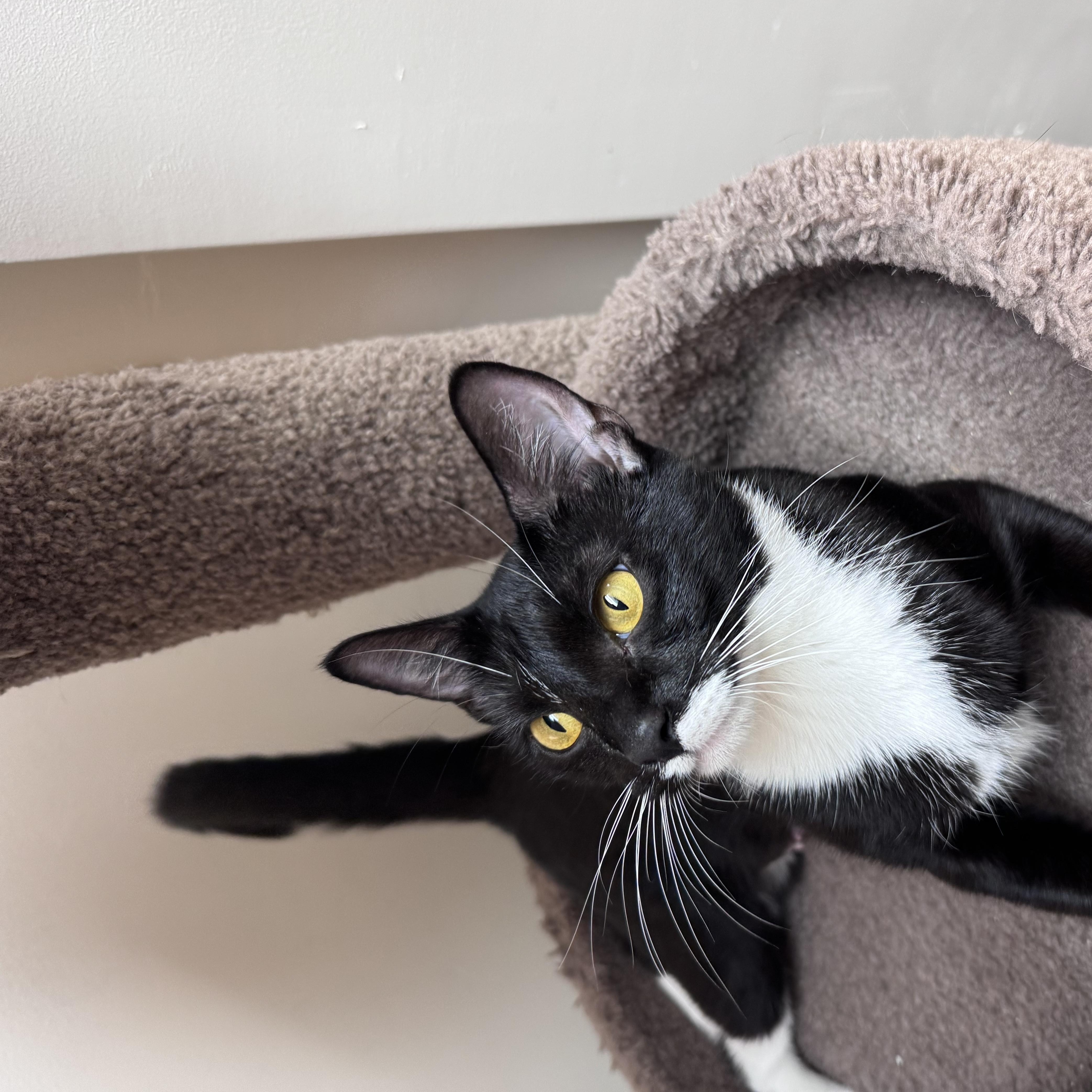 Enlarge Cruella, a Adopted American Shorthair in Medford, MA image 4/6