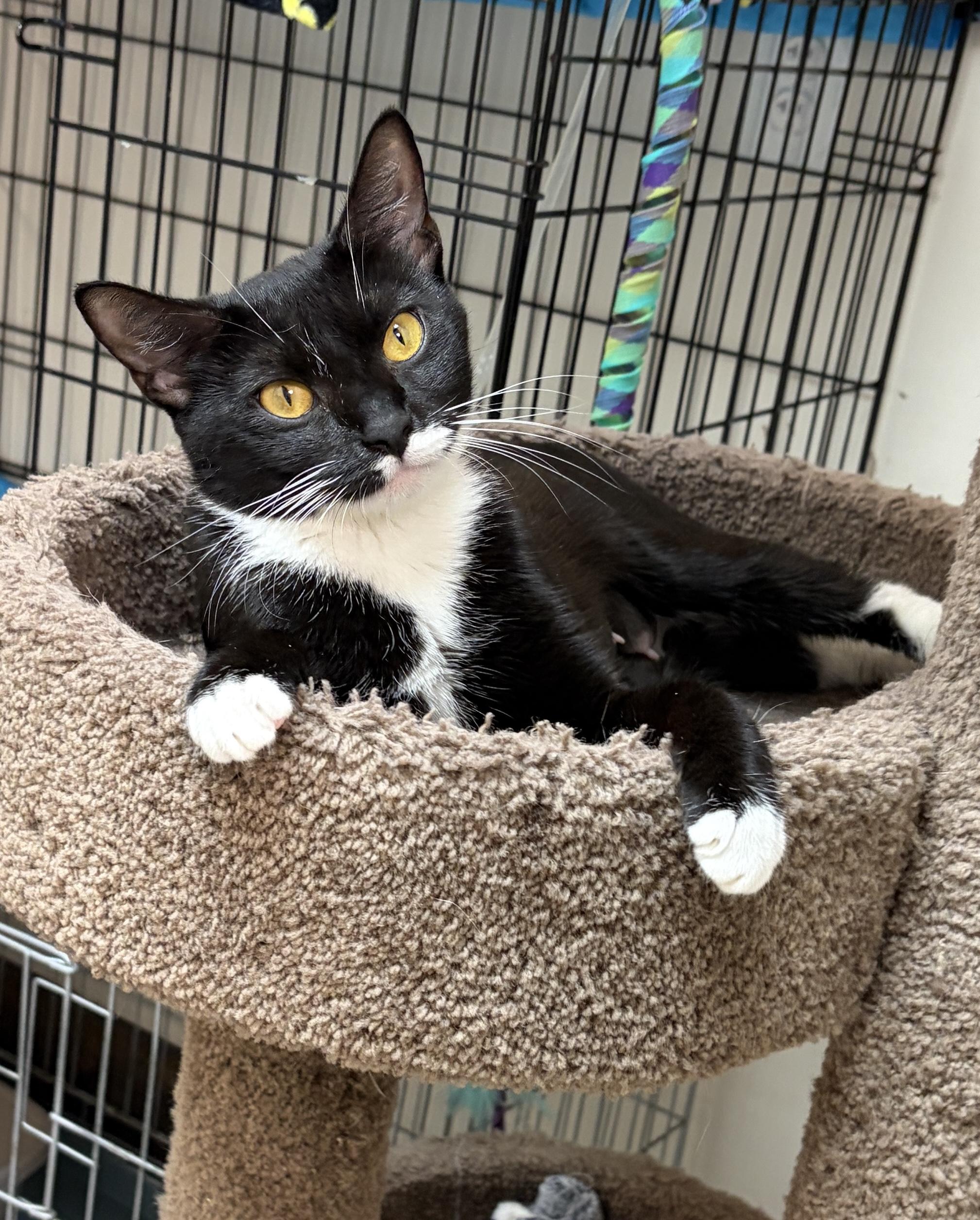 Enlarge Cruella, a Adopted American Shorthair in Medford, MA image 3/6