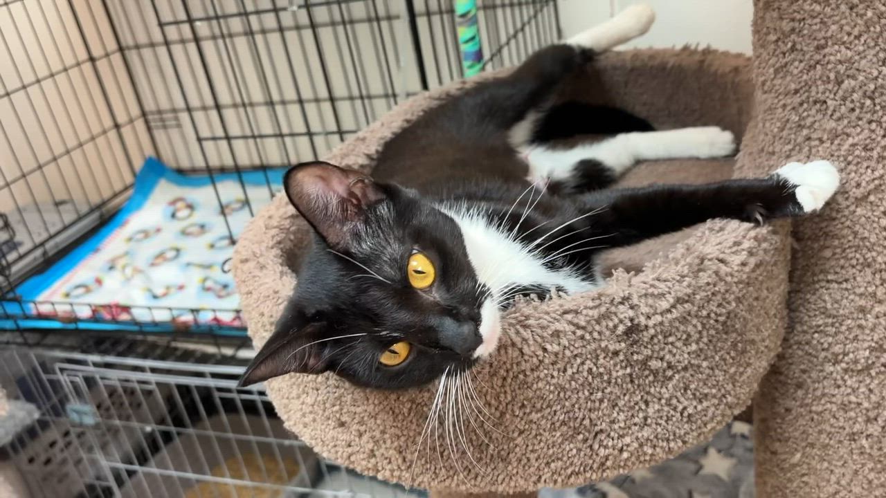 Enlarge Cruella, a Adopted American Shorthair in Medford, MA video 5/6