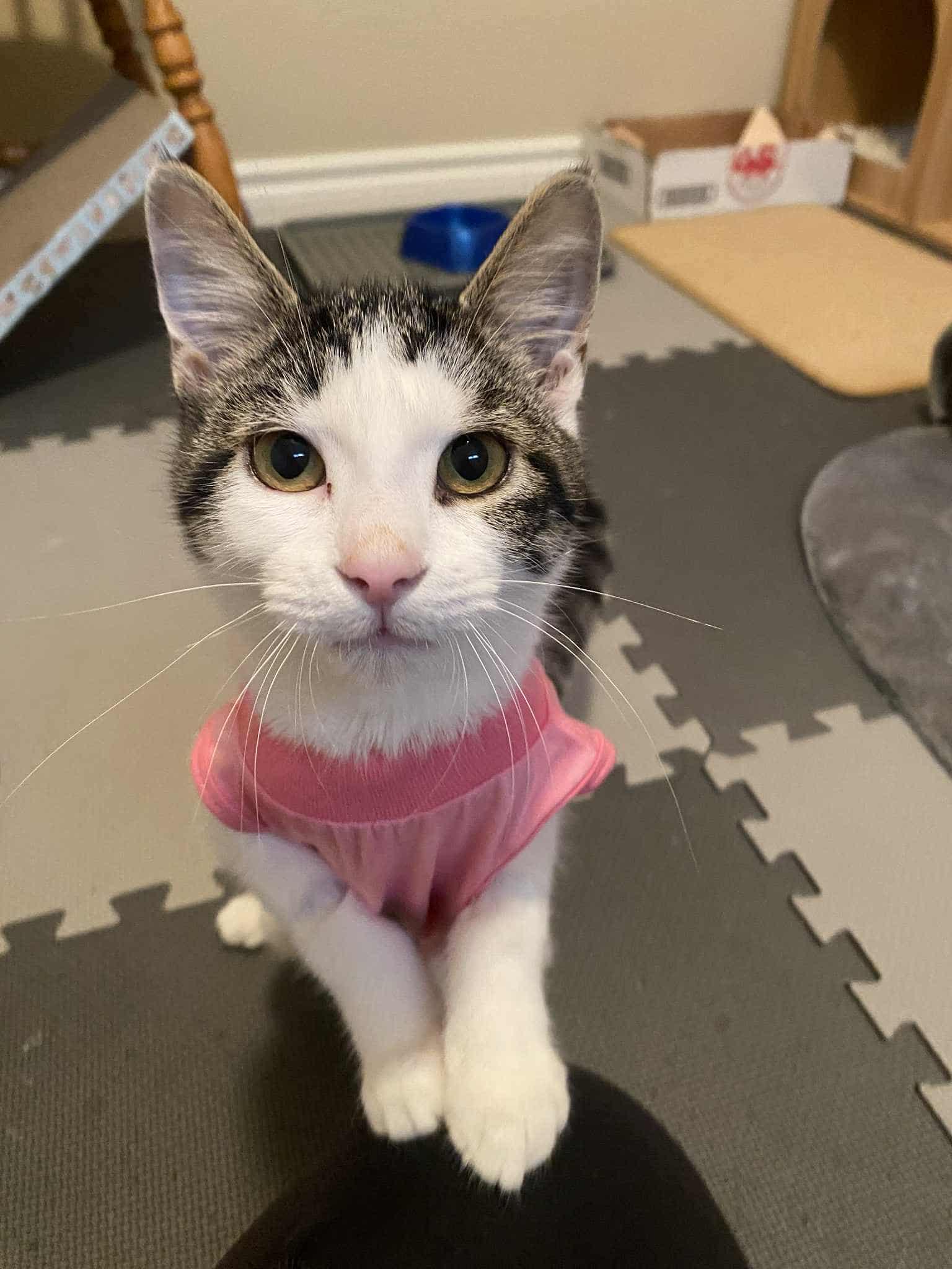 Becky, a Adoptable Domestic Short Hair in Shakespeare, ON image 2/4