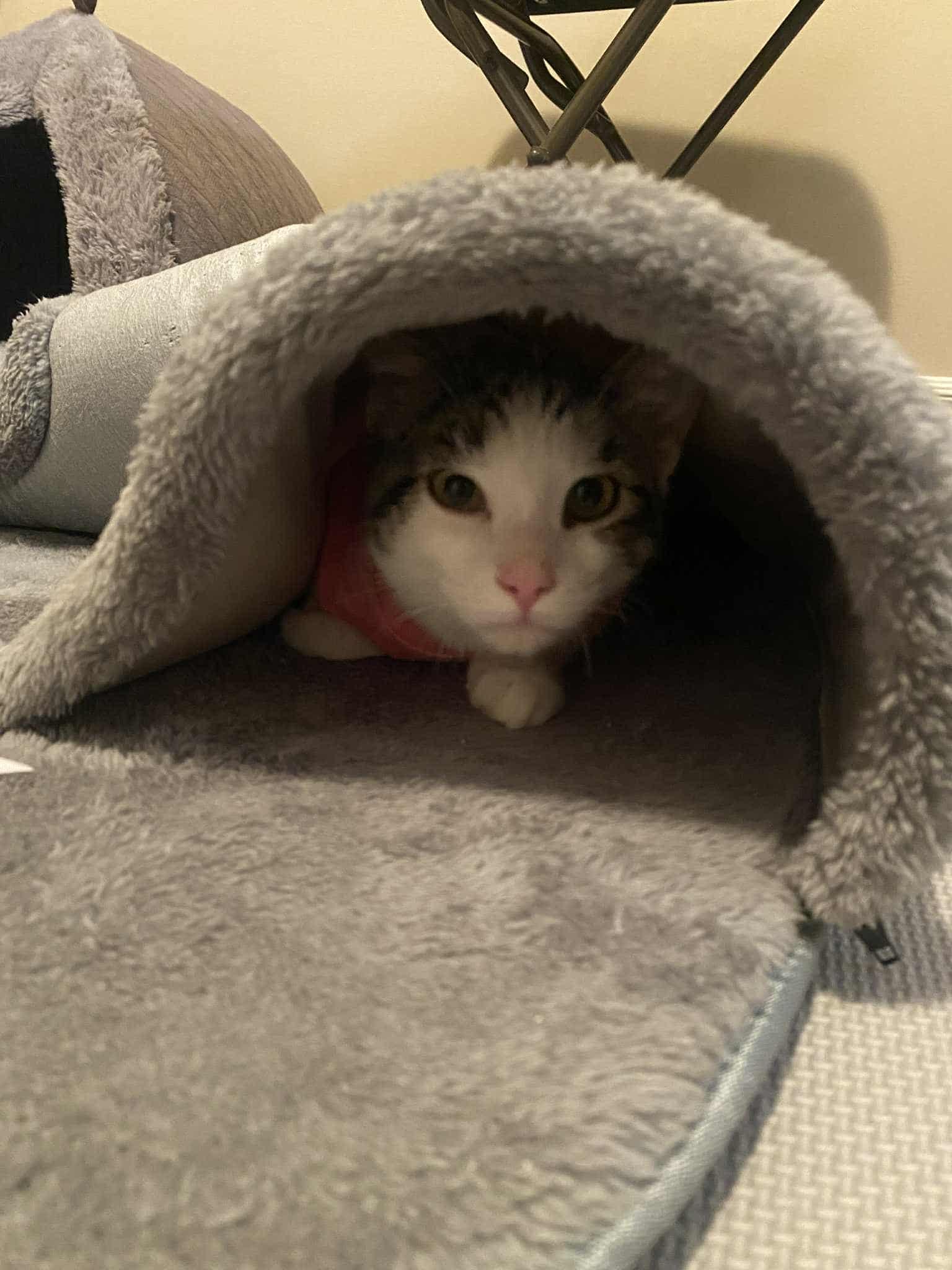 Becky, a Adoptable Domestic Short Hair in Shakespeare, ON image 3/4