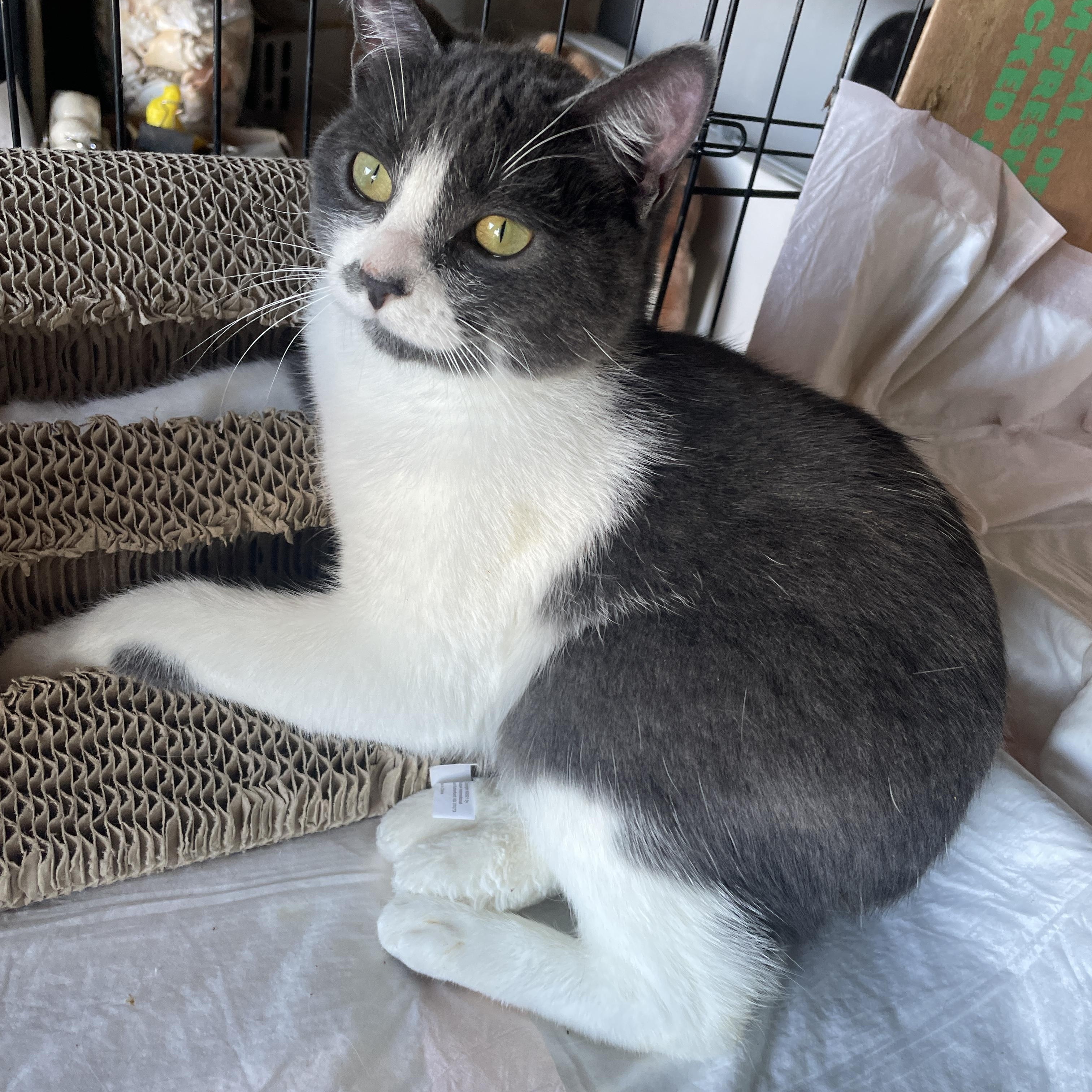 Zipper, a ADOPTABLE Manx in Santa Maria, CA image 3/3