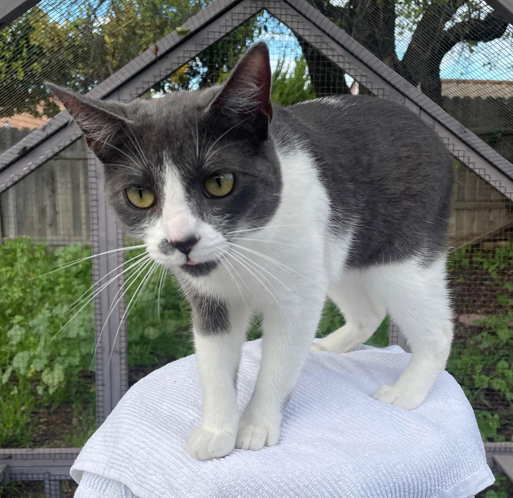 Zipper, ADOPTABLE, Young Male Manx.