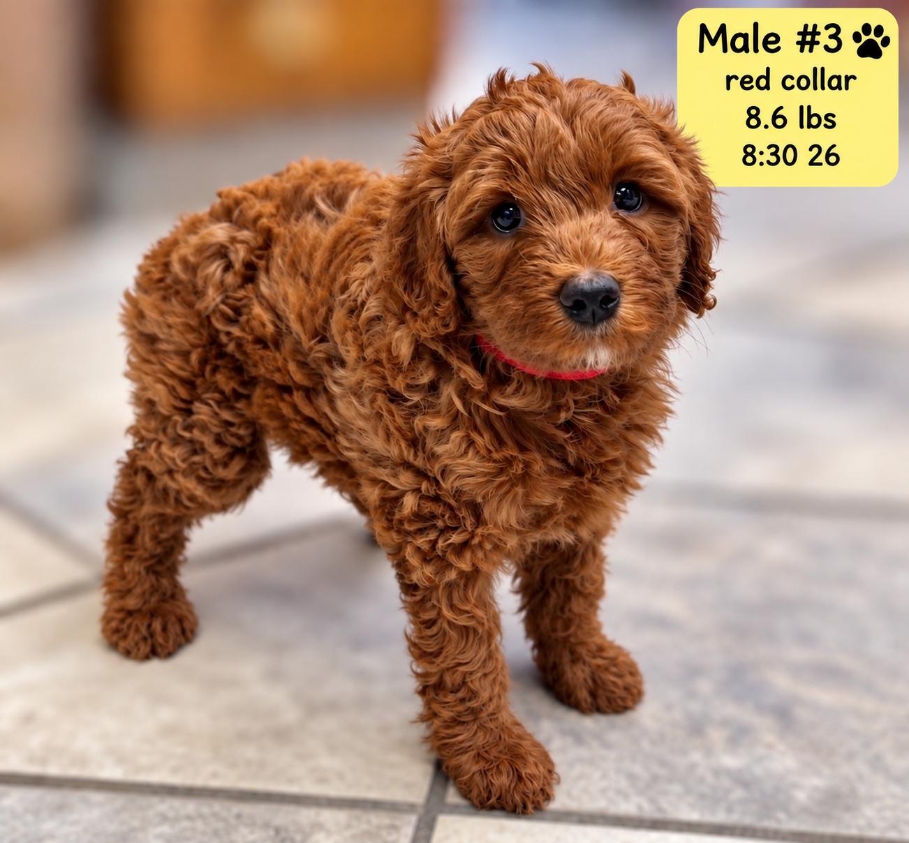 Enlarge Brooks, a Adoptable Labradoodle in El Segundo, CA image 3/6