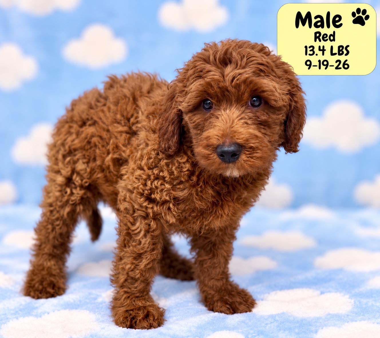 Enlarge Brooks, a Adoptable Labradoodle in El Segundo, CA image 1/6