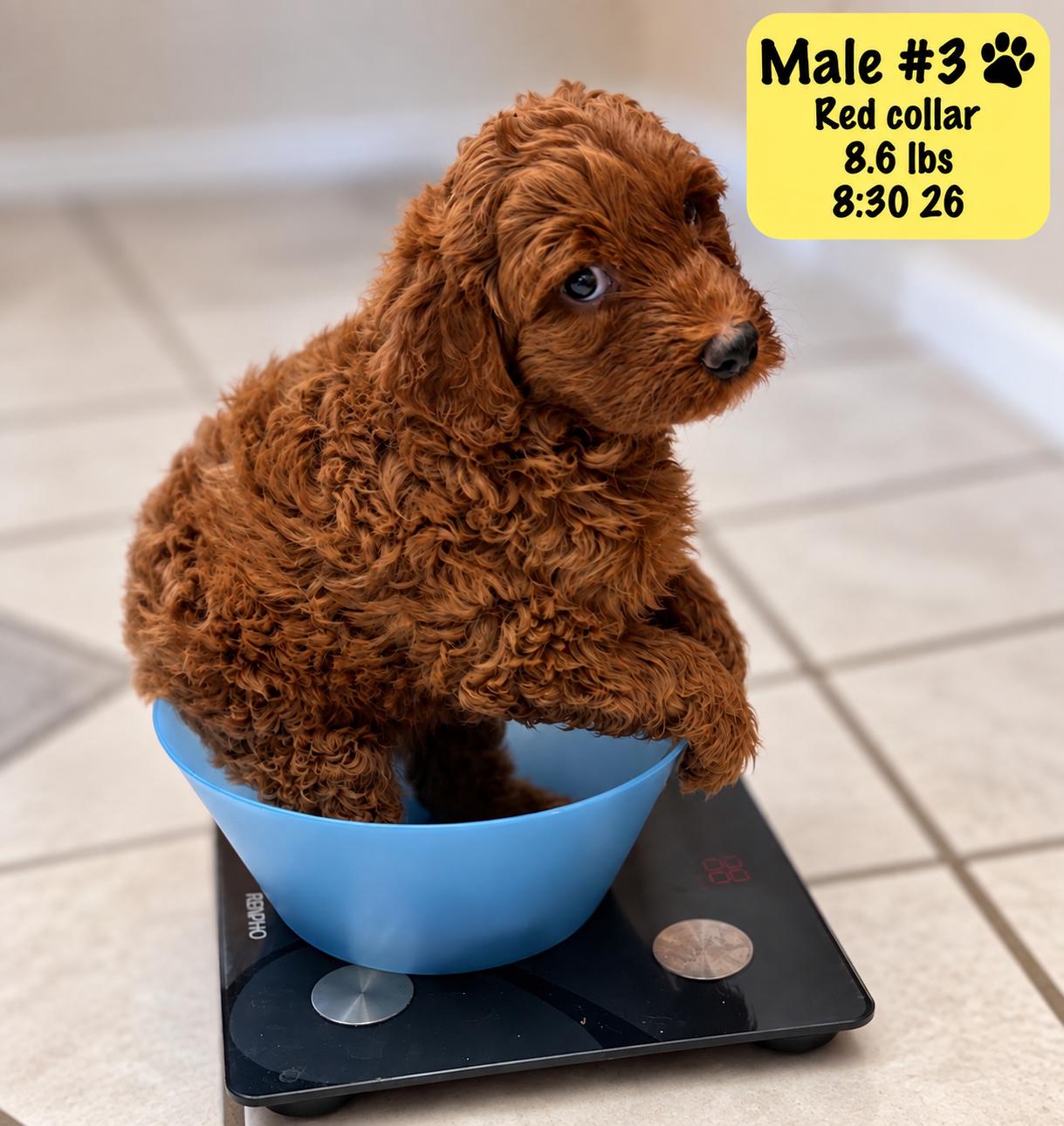 Enlarge Brooks, a Adoptable Labradoodle in El Segundo, CA image 4/6